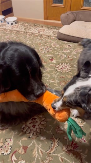 Yogi Reunited with His Buddy Cam 🐾