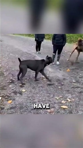 Great Dane Wants to Play Until the Cane Corso Turns Around 😂