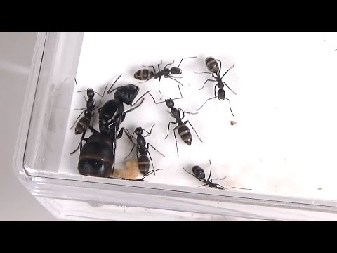アリの巣を育てる