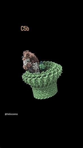 TheBioCosmos on Instagram: "My most favorite protein complex made an appearance again but this time with more details. Membrane Attack Complex or MAC is mainly involved in immunity. The complex forms through a series of assembly of various complement protein peptides on the membrane of either bacteria or other cells, resulting in an absolutely magnificent structure that I often liken it to a drill, but at a nano scale. Recent studies have shown that MAC not only forms a hole on the plasma membra