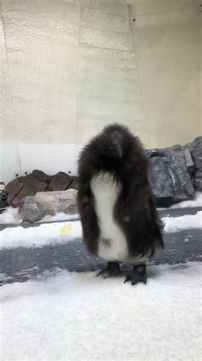 Pesto The Penguin: Australia's Enormous Baby Penguin