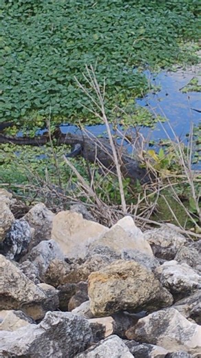 Gator Taking A Nap #snake #nature #alligator #wildlife #crocodile #turtle #lizard #alligators