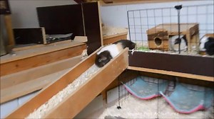 Getting down to a clean cage! | Guinea Pigs Adventures