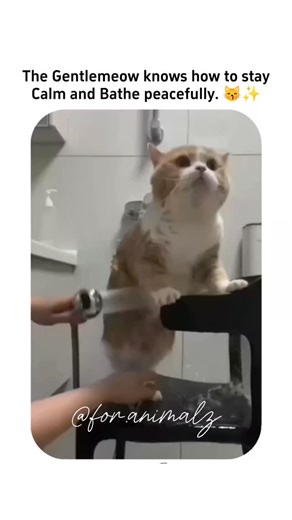 ‎𝙵𝙾𝚁 𝙰𝙽𝙸𝙼𝙰𝙻𝚉 ᡣ𐭩‎ on Instagram: ""⬇️How to Bathe Your Cat Properly" 1. Preparation Use a cat-friendly shampoo (never human shampoo). Get a towel, cup, and lukewarm water ready. Trim the cat’s nails before bathing to avoid scratches. Place a rubber mat in the sink or tub so your cat doesn’t slip. ___ 2. Keep Your Cat Calm Talk to your cat softly and pet her gently before starting. Don’t pour water suddenly — start by wetting her slowly so she doesn’t get scared. __ 3. Bathing Time Avoid