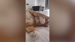 Classy Cat Enjoys a Romantic Dinner Moment