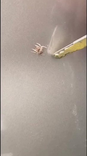 Wrap around spider#spiders