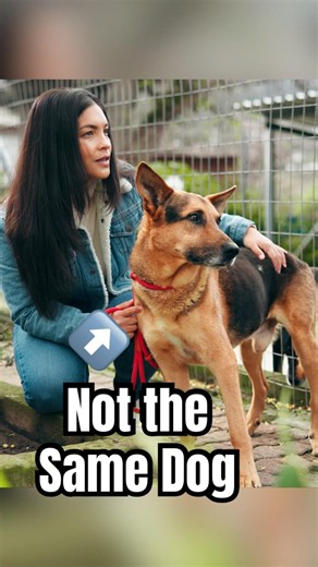 When Your Shelter Dog Isn’t The Dog You Got #dogs
