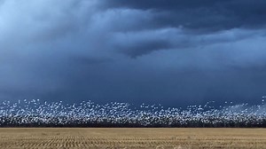 Snow Goose Migration at Dusk