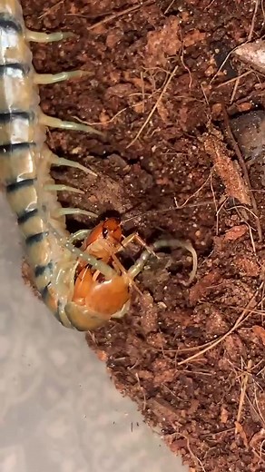 Unveiling a Groovy Feeding Tube Encounter with a Blue Tiger Centipede