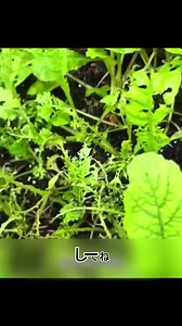 野菜の害虫駆除、家庭用レシピ