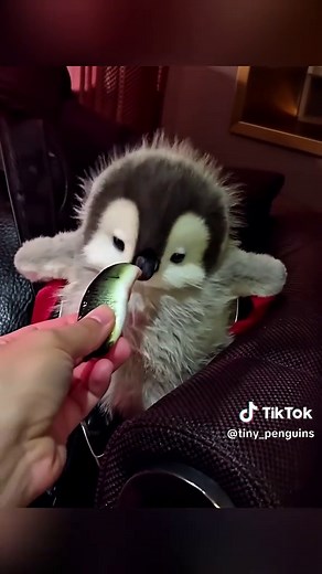 Discover the Adorable World of Baby Penguins