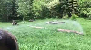 10M views · 11 reactions | I'm pretty sure he's doing "The Sprinkler" dance at one point..... | Triple D Wildlife | Facebook