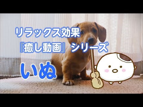 【癒し動画】リラックス効果 いぬ（60分）