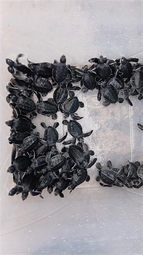 Baby Turtle Release – Sunday, 2nd Nov 2025. Join CETAG Gunjur Conservationists & Ecotourism Association for another amazing baby marine turtle release at Lamin’s Santosha Beach Bar & Restaurant. 🕕 6:00 p.m. Brief talk on turtle conservation and release protocols. 🕡 6:30 p.m. sharp Release of 40 baby turtles Support conservation by releasing your baby turtle for D500 (gloves required). Please relax and enjoy great food & drinks at Santosha Beach Bar, our proud partner in turtle protection. For 