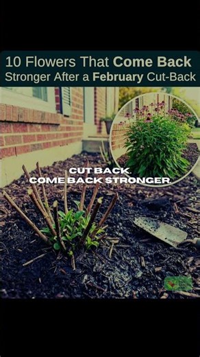 10 Flowers That Explode With Growth After a February Cut-Back