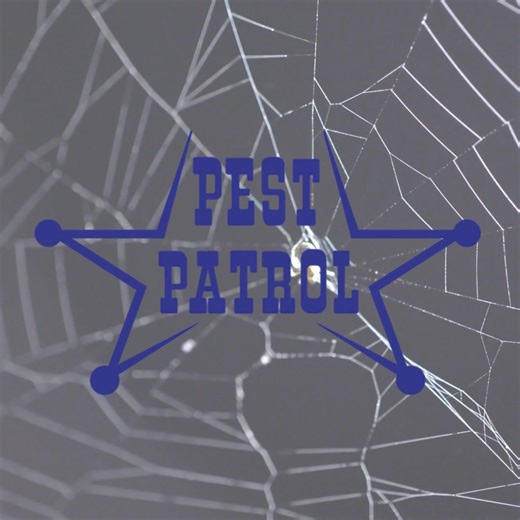 🕸️ 𝗪𝗵𝘆 𝗬𝗼𝘂 𝗦𝗵𝗼𝘂𝗹𝗱 𝗞𝗻𝗼𝗰𝗸 𝗗𝗼𝘄𝗻 𝗧𝗵𝗼𝘀𝗲 𝗦𝗽𝗶𝗱𝗲𝗿 𝗪𝗲𝗯𝘀! 🕷️ Think those webs are harmless decorations? Not quite! Regularly cleaning up spider webs around your home helps in more ways than you might think: ✅ 𝗗𝗶𝘀𝗰𝗼𝘂𝗿𝗮𝗴𝗲𝘀 𝘀𝗽𝗶𝗱𝗲𝗿𝘀 𝗳𝗿𝗼𝗺 𝗿𝗲𝘁𝘂𝗿𝗻𝗶𝗻𝗴. When webs stay up, spiders know it’s a good hunting ground. Removing them tells spiders it’s time to move on! ✅ 𝗥𝗲𝘃𝗲𝗮𝗹𝘀 𝗵𝗶𝗱𝗱𝗲𝗻 𝗽𝗲𝘀𝘁 𝗽𝗿𝗼𝗯𝗹𝗲𝗺𝘀. Spiders go where the food is—