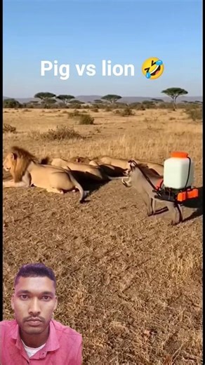 Pig Spray Meets Lion's Roar | Hilarious Pranks #shortvideo #funny #lion #animals