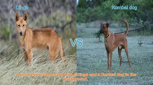 Exploring Dingo and Kombai Dog Breeds: A Comparative Analysis