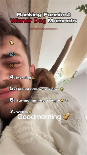 Top 7 Funniest Dachshund Moments! 🐶😂