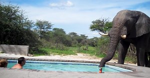 Huge Elephant Crashes Family Pool Party