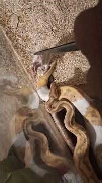 feeding the banana python