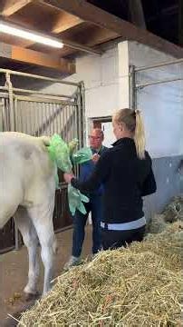 Meine Stute wird besamt 🔥🐴🥰