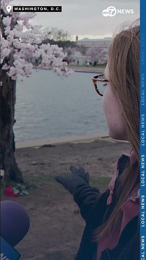 Bye 'Stumpy' | Fans say goodbye to beloved DC cherry blossom tree near Tidal Basin