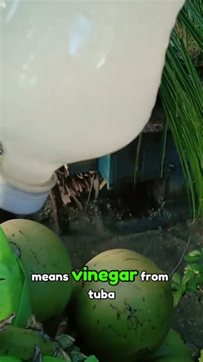 1.3M views · 10K reactions | Sukang Tuba: Nature’s Filipino Vinegar #SukangTuba #FilipinoVinegar #CoconutSapVinegar #PinoyFoodHeritage | Dose of Disbelief Page | Facebook