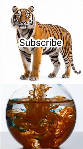 Tiger Color Mixing Experiment in Water 🐅 Orange, Black & White Ink Diffusion | Satisfying 4K