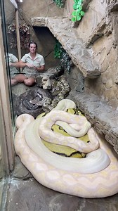 These are the biggest snakes in the world 😱 | The Reptile Zoo