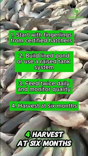 Fish Farming in Kenya Profits Hiding Underwater