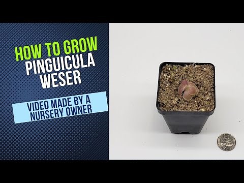 How to Grow and Propagate Pinguicula Weser (Carnivorous Plant Grow Guide)