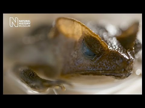 How do frogs see in the dark? | Natural History Museum (Audio Described)