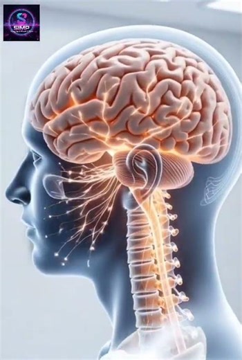 Brain Function in 3D Animation | How Your Brain Works #healthtips