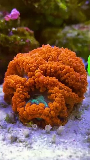 Aquarium Marin Reef Tank #7 Blastomussa