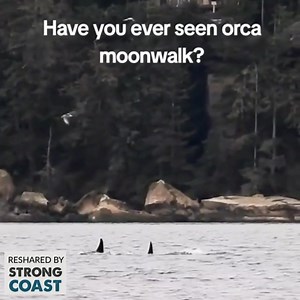 273K views · 4.7K reactions | Annie, are you ok? Because this orca...