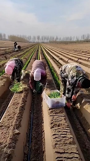 Green Onion Farming Techniques #agriculture #vegetables #reelsfbシ | Natural and Fruit