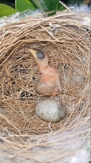 Hummingbird Just Hatched! Tiny Baby’s First Moments in Nest