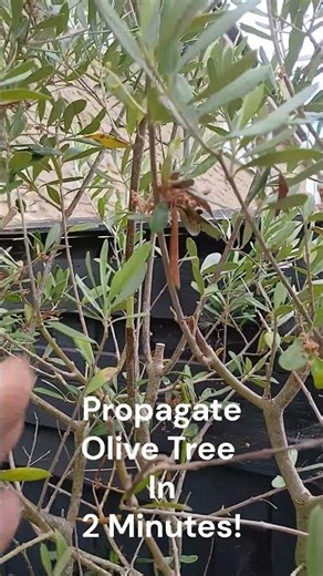Olive Tree Propagation #olives #olive trees