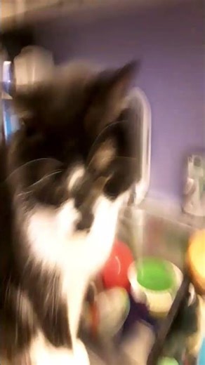 #cat #cute #funny #popipopipopipo