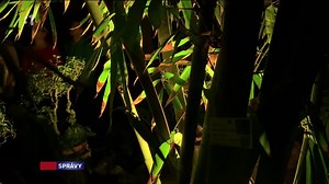 25K views · 102 reactions | Tma, blesky, zvuky zvierat či východ slnka. Botanická záhrada v Košiciach ponúka jedinečný zážitok. Po zotmení sprevádza návštevníkov nočnou džungľou. Aktuálne novinky z domova i zo sveta nájdete na našom webe: https://spravy.rtvs.sk/ | Správy STVR | Facebook