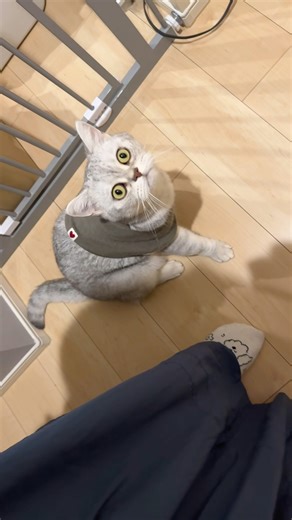 帰宅時の周りウロウロ、めっちゃ見てくるの可愛い😍#british #cat #cute #猫 #猫のいる暮らし #猫動画 #ねこ #かわいい #癒し #ブリティッシュショートヘア #サバトラ