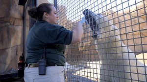 4K views · 228 reactions | There's so much to care for when working with a nine foot-tall, 1,000 lb polar bear. Support Lincoln Park Zoo's expert animal care: https://www.lpzoo.org/animalcare. | Lincoln Park Zoo | Facebook