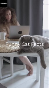 Funny Cat Facts . #cat #funny #animal | INTERESTINATE