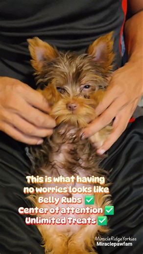 This is what living your best life looks like #yorkie #cutepuppy #chocolateyorkie #puppyshorts
