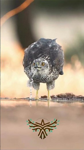 🦅 The deadly grace of the Eurasian Sparrowhawk – silent power in the wild 🦅