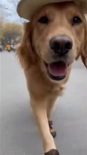 un chien avec son chapeau #funny