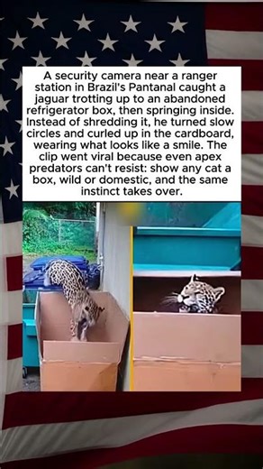 Even Jaguars Love Boxes