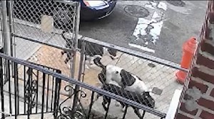 Dogs caught on camera attacking, killing stray cat in Philly neighborhood