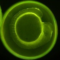 Video: Generation of Dispersed Presomitic Mesoderm Cell Cultures for Imaging of the Zebrafish Segmentation Clock in Single Cells